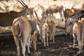 A herd of African deers in the wild. Mauritius.