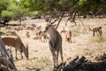 A herd of African deers in the wild. Mauritius.