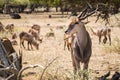 A herd of African deers in the wild. Mauritius.