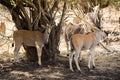 A herd of African deers in the wild. Mauritius.