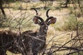 A herd of African deers in the wild. Mauritius