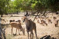 A herd of African deers in the wild. Mauritius