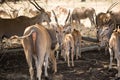 A herd of African deers in the wild. Mauritius