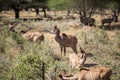 A herd of African deers in the wild. Mauritius.