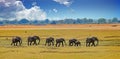 African Elephants on the african plains with a nice cloudy blue sky Royalty Free Stock Photo