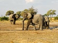 Herd of African Elephants( Royalty Free Stock Photo