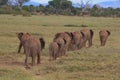 Herd of African Elephants Royalty Free Stock Photo