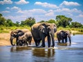 A herd of African elephants Royalty Free Stock Photo