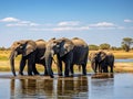 A herd of African elephants Royalty Free Stock Photo