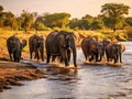 A herd of African elephants Royalty Free Stock Photo