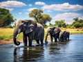 A herd of African elephants