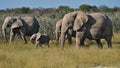 Herd of African elephants with a baby walking through grass land in Kalahari desert, Etosha National Park, Namibia, Africa. Royalty Free Stock Photo