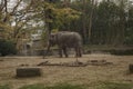 Herd of african elephants with calves walking in natural habitat. Beautiful elephant walking in natural reserve Royalty Free Stock Photo