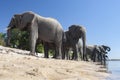 Herd of African Elephants - Chobe River - Botswana Royalty Free Stock Photo