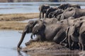 Herd of African Elephants - Chobe River - Botswana Royalty Free Stock Photo