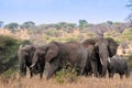 Herd of African Elephants congregating in the Serengeti plains in Tanzania Royalty Free Stock Photo