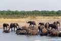 Herd of African elephants drinking and bathing on waterhole Royalty Free Stock Photo