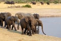 Herd of African elephants drinking at a muddy waterhole Royalty Free Stock Photo