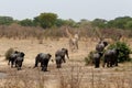 Herd of African elephants drinking at a muddy waterhole Royalty Free Stock Photo