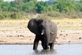 Herd of African elephants drinking at a muddy waterhole Royalty Free Stock Photo