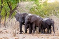 A herd of African elephants drinking at a muddy waterhole Royalty Free Stock Photo