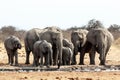 A herd of African elephants drinking at a muddy waterhole Royalty Free Stock Photo