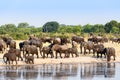 A herd of African elephants drinking at a muddy waterhole Royalty Free Stock Photo