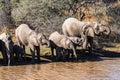 a herd of African elephants drinking water Royalty Free Stock Photo