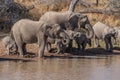 a herd of African elephants Royalty Free Stock Photo