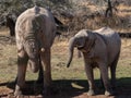 a herd of African elephants Royalty Free Stock Photo