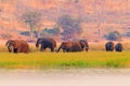 A herd of African elephants drinking at a waterhole lifting their trunks, Chobe National park, Botswana, Africa. Wildlife scene fr Royalty Free Stock Photo