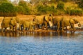 A herd of African elephants drinking at a waterhole lifting their trunks, Chobe National park, Botswana, Africa. Wildlife scene wi