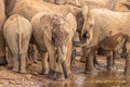 A herd of african elephants drinking at a waterhole, Pilanesberg National Park, South Africa. Royalty Free Stock Photo