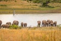 Herd of African elephants drinking at a waterhole, Pilanesberg National Park, South Africa. Royalty Free Stock Photo