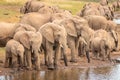 A herd of african elephants drinking at a waterhole, Pilanesberg National Park, South Africa. Royalty Free Stock Photo