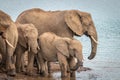 A herd of african elephants drinking at a waterhole, Pilanesberg National Park, South Africa. Royalty Free Stock Photo