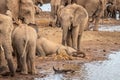 A herd of african elephants drinking at a waterhole, Pilanesberg National Park, South Africa. Royalty Free Stock Photo