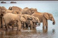 A herd of african elephants drinking at a waterhole, Pilanesberg National Park, South Africa. Royalty Free Stock Photo