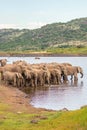 A herd of african elephants drinking at a waterhole, Pilanesberg National Park, South Africa. Royalty Free Stock Photo