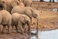 A herd of african elephants drinking at a waterhole, Pilanesberg National Park, South Africa. Royalty Free Stock Photo