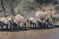 a herd of African elephants Royalty Free Stock Photo