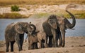 Herd of African elephants Loxodonta africana Royalty Free Stock Photo