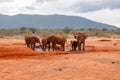 A herd of African Elephants - Loxodonta Africana drinking water at watering hole in the wild at Tsavo East National Park in Kenya Royalty Free Stock Photo