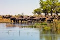The herd of African elephants Loxodonta africana at the waterhole, Botswana Royalty Free Stock Photo