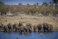 Herd of African elephants Loxodonta africana at a waterhole. Royalty Free Stock Photo
