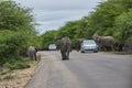 Herd of African elephants, Loxodonta, casually walking along a road