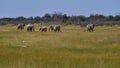 Herd of African elephants with two babies walking through grass land in Kalahari desert, Etosha National Park, Namibia, Africa. Royalty Free Stock Photo