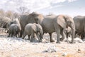 Herd of African Elephants in Namibia - Etosha National Park