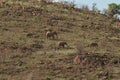 A herd of African elephants in Pilanesberg