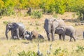 Herd of African Elephants playing with water and mud in the bush. Wildlife Safari in the Kruger National Park, the main travel des Royalty Free Stock Photo